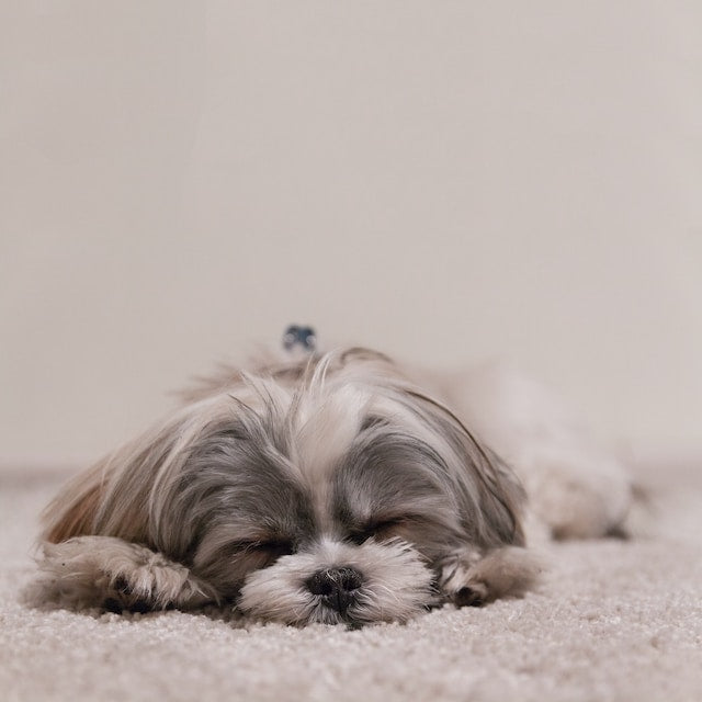 Relaxed dog sitting calmly with a serene expression, exuding a sense of peace and contentment.