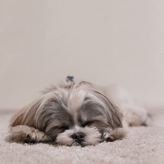 Relaxed dog sitting calmly with a serene expression, exuding a sense of peace and contentment.