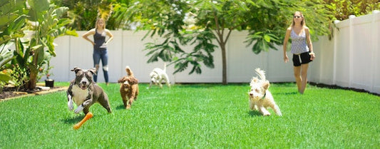 A happy dog enjoying playtime in a sunny park, depicting the joy and mental health benefits of play for dogs.