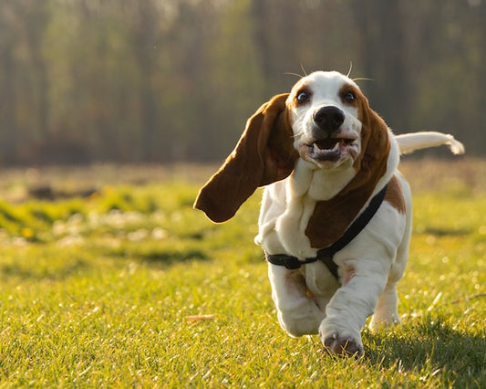 A healthy, active dog enjoying a run in the park, symbolizing optimal joint health.