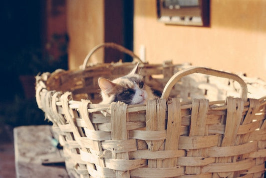Concerned cat owner researching household hazards for cats to ensure their pet's safety and wellbeing