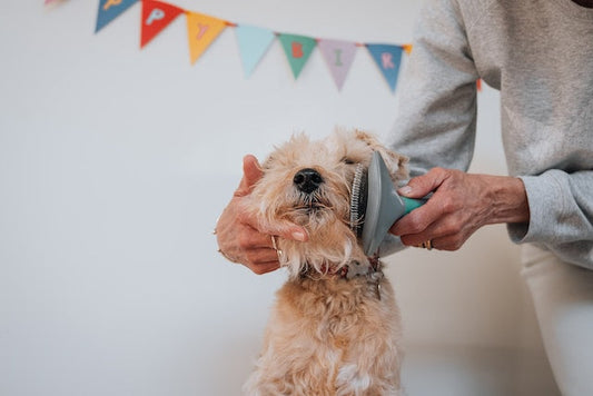 A well-groomed dog with a shiny coat being brushed by its owner.
