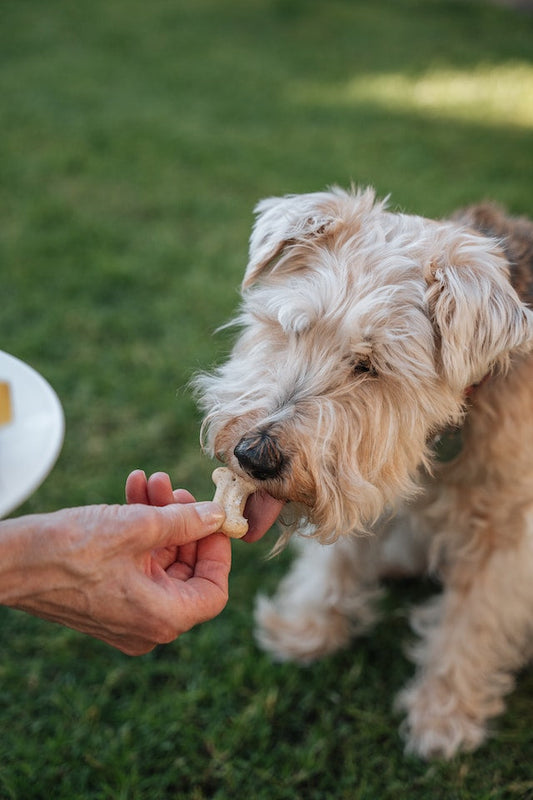 Dog owner reading ingredients on a dog treat packet, ensuring it's healthy for her happy wagging pup.