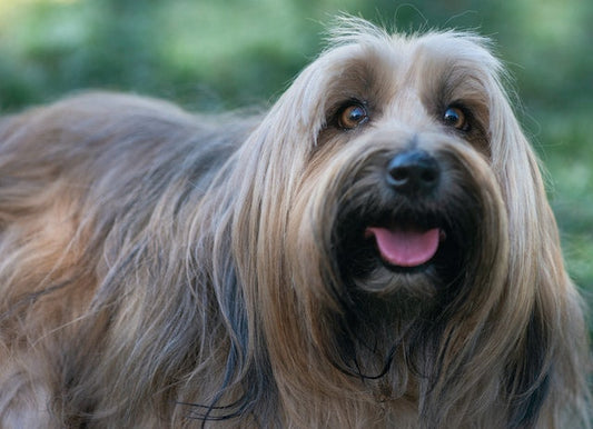 Close-up view of a dog's radiant and healthy coat.