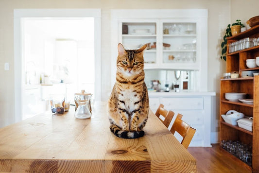 How to Treat Dry Skin on Cats