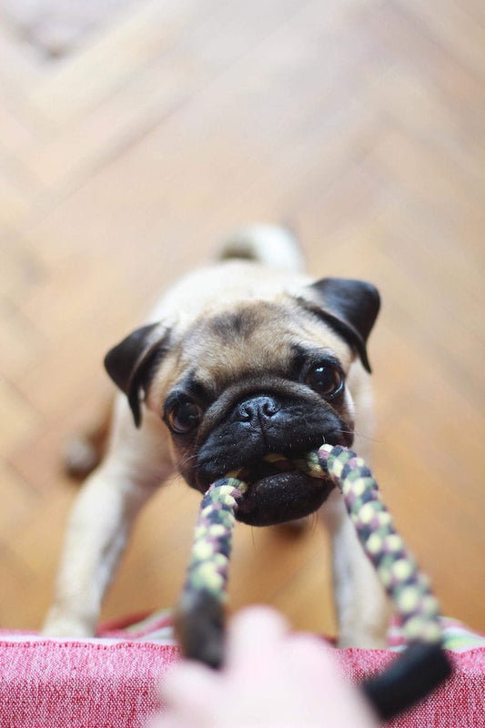 A dog getting its teeth brushed, illustrating the importance of regular dental care for pet health.