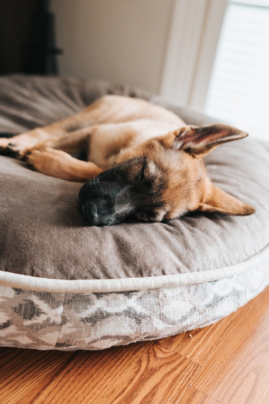 A happy, healthy dog resting on a suitable dog bed, showing the impact of correct bed choice on a pet's health and comfort.