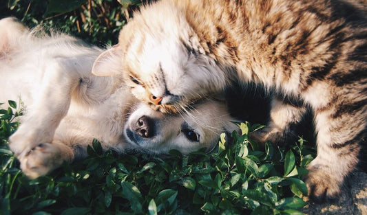 Pet Wipes I Pet Health Pros