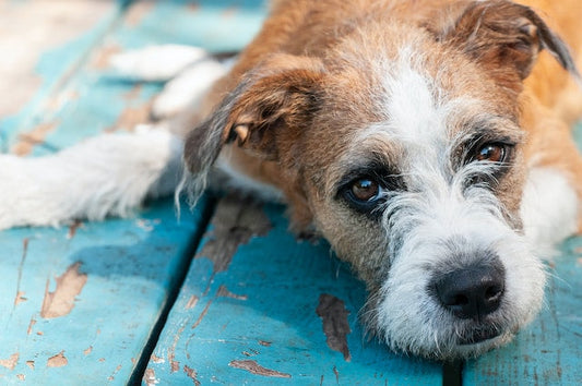 A concerned pet owner discussing heartworm prevention and treatment with a professional vet