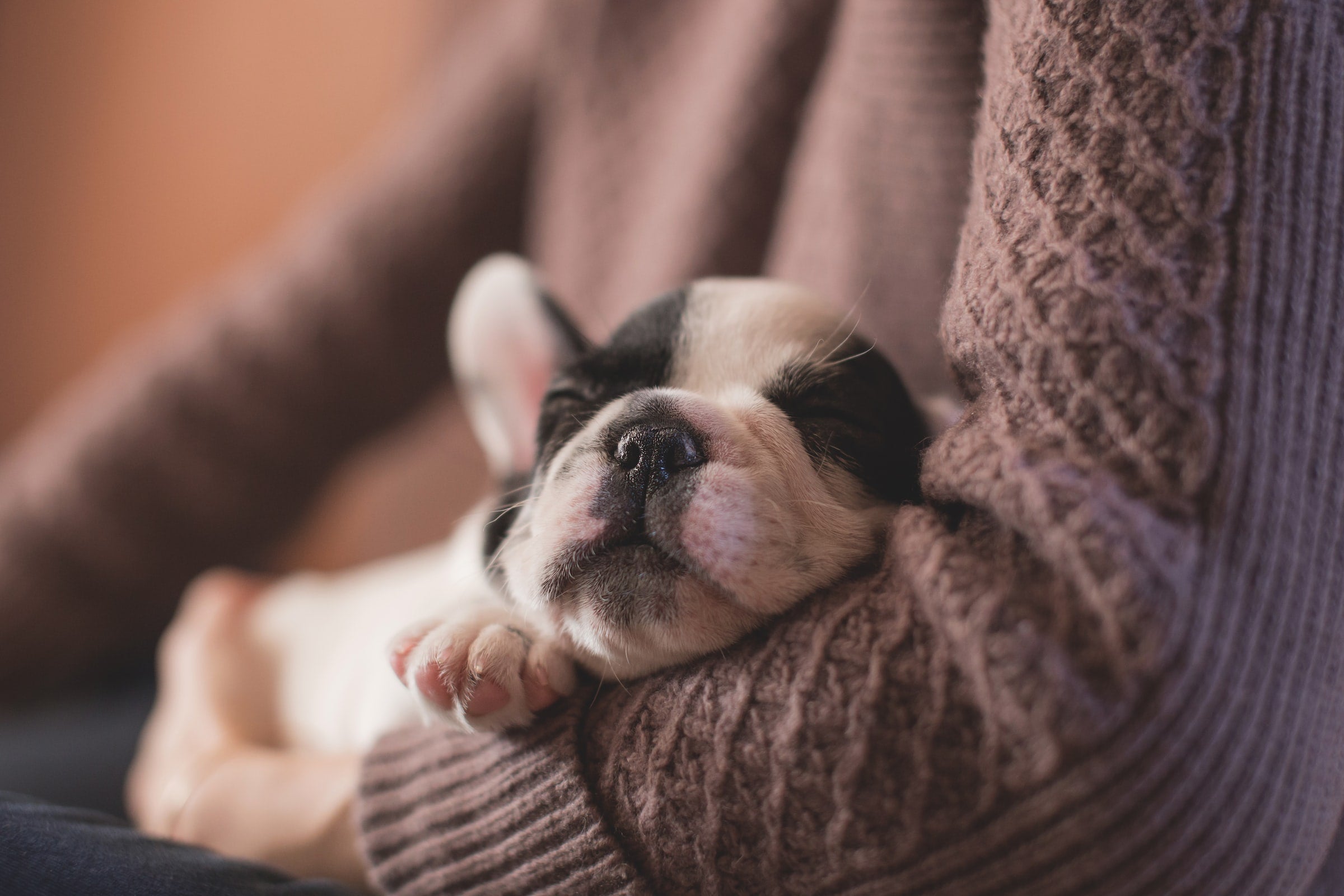 Understanding the different age ranges for spaying or neutering your