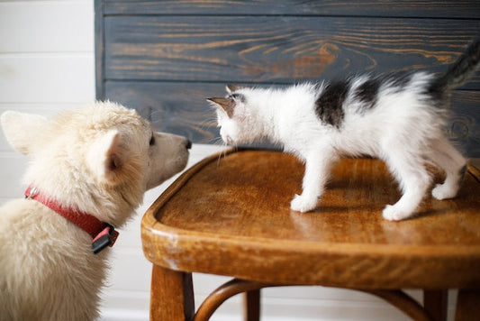 A smiling pet owner with a secure and insured pet, representing the peace of mind pet insurance provides.