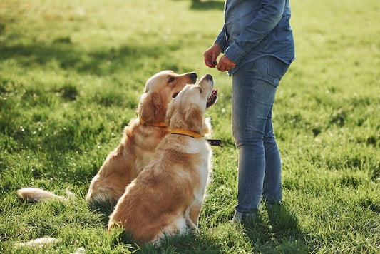 An attentive pet owner observing her dog's behavior, ready to decode the signs for better pet health.