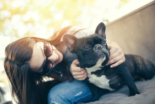A collection of the five dog breeds: Bulldog, Dalmatian, Great Dane, Boxer, and Cavalier King Charles Spaniel, which are known for their underlying health conditions.