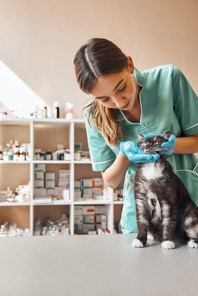 Pet owner practicing routine oral hygiene by brushing a cat's teeth, promoting fresh breath and dental health.