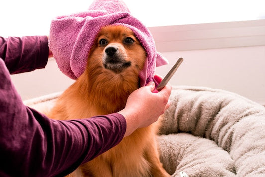 Freshly groomed dog with a shiny, clean coat looking happy and healthy.