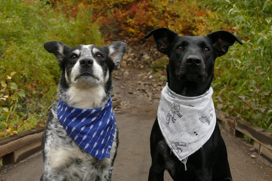 Dog Wipes I Pet Health Pros
