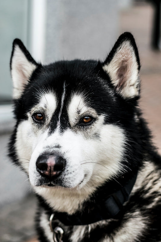 Photo by <a href="https://unsplash.com/@kierancwhite?utm_source=unsplash&utm_medium=referral&utm_content=creditCopyText">Kieran White</a> on <a href="https://unsplash.com/s/photos/dog-microchip?utm_source=unsplash&utm_medium=referral&utm_content=creditCop