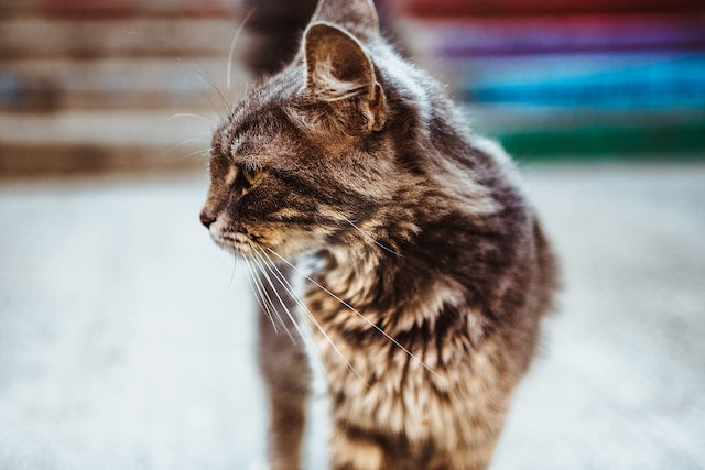 Image of a content cat enjoying a healthy lifestyle