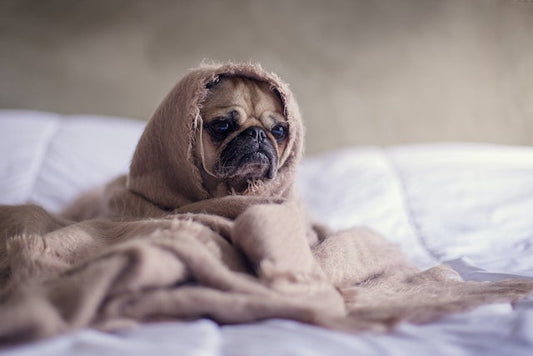 allergy medicine for dogs - Pet Health Pros
