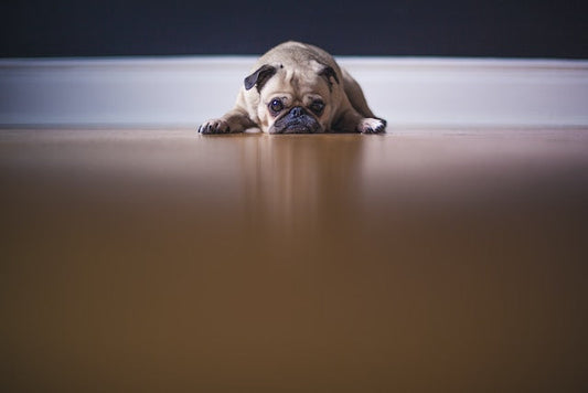 An alert dog owner looking out for signs of illness in their pup.