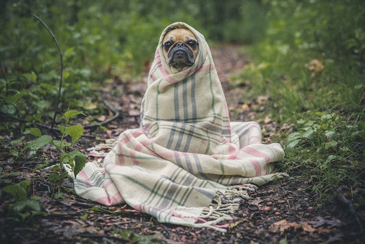 Shiny and healthy dog with a glossy coat, thanks to the benefits of omega-3 fatty acids. Discover the numerous advantages of these essential nutrients for your pet's overall well-being.