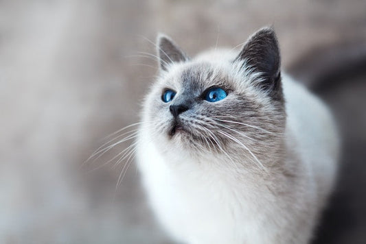Concerned cat with runny eyes due to allergies. Learn how to spot and manage pet allergy symptoms with our comprehensive guide