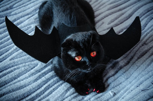 cat halloween costumes ideas - Pet Health Pros