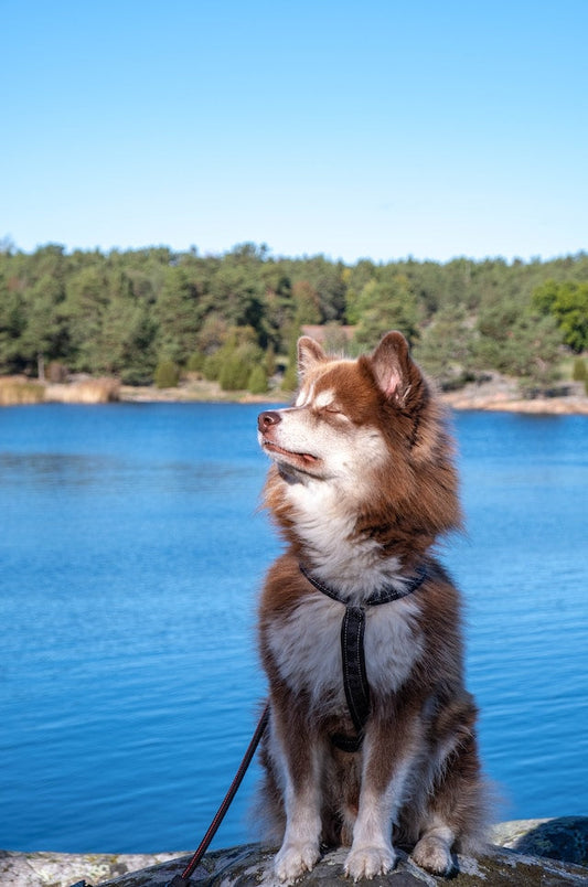 Vibrant and energetic dog with a shiny coat and bright eyes, enjoying the benefits of a balanced diet enriched with essential vitamins and minerals.