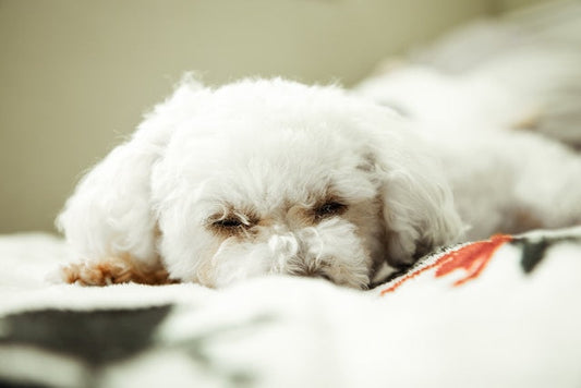 Maltipoo New Puppy - Pet Health Pros