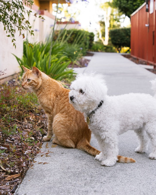 Training a Maltipoo - Pet Health Pros