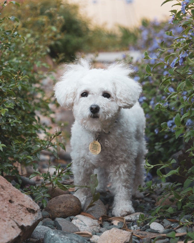 Maltipoo food fashion allergies