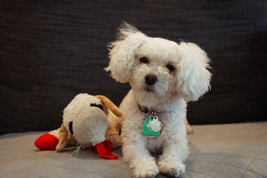 Maltipoo - Pet Health Pros