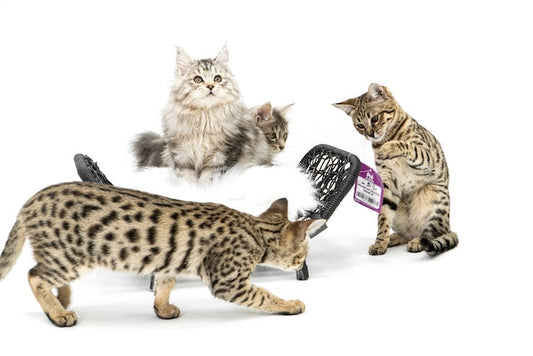 savannah cat growth - Pet Health Pros