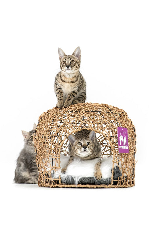 savannah cat pets - Pet Health Pros