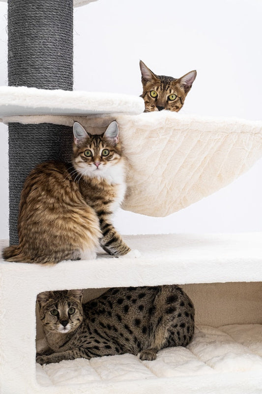 savannah cat behavior - Pet Health Pros