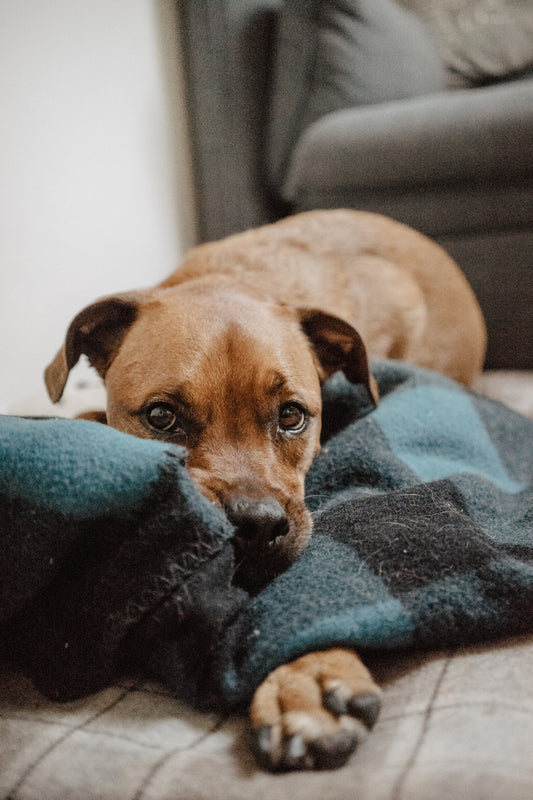 Dog Ear Cleaner I Pet Health Pros
