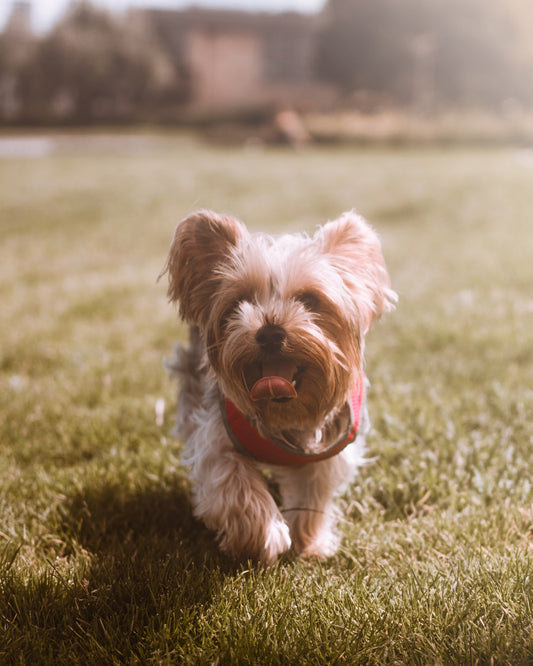 Dog Health I Pet Health Pros