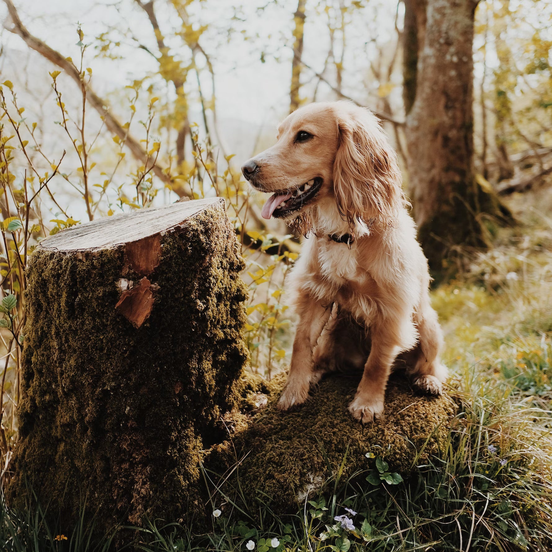 Image showcasing Optimizing Canine Digestive Health: Harnessing the Benefits of ...