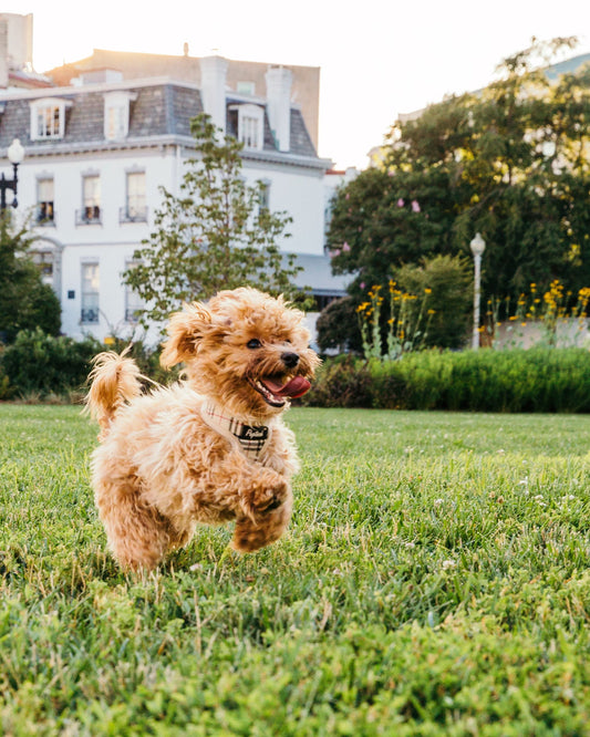 Dog Wipes I Pet Health Pros