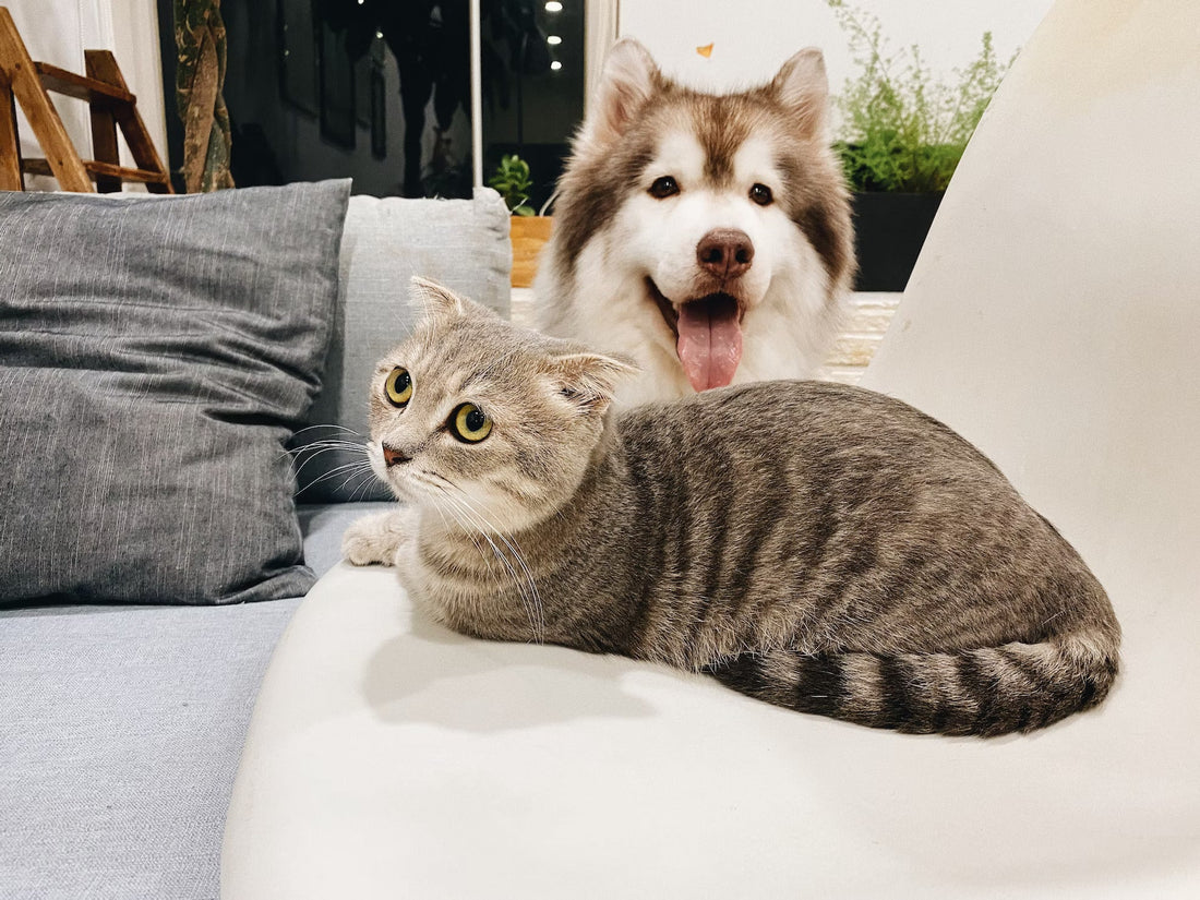 pet grooming for wellness - Pet Health Pros