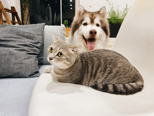 pet grooming for wellness - Pet Health Pros