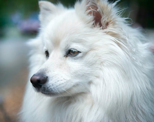Coprophagia Deterrent - Pet Health Pros