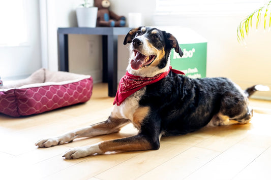 Fish Oil for Dog I Pet Health Pros