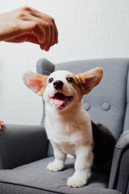 Pet Health Care I Pet Health Pros