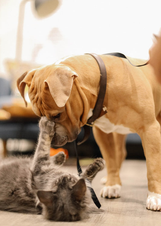 taking care of pet puppies and kittens