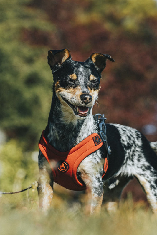 healthy pet - Pet Health Pros