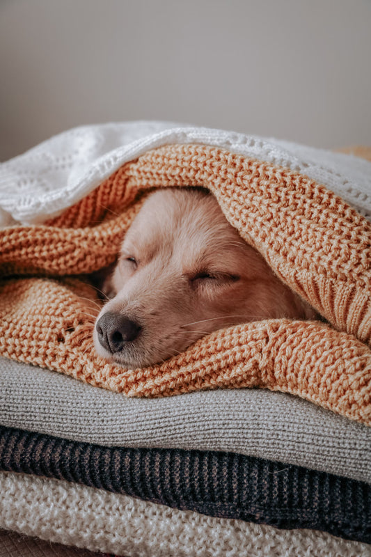 Pet Care I Pet Health Pros