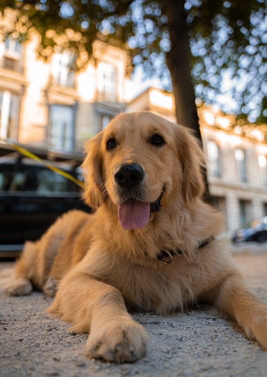 Pet Health I Pet Health Pros