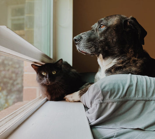 Pet Dental Care - Pet Health Pros