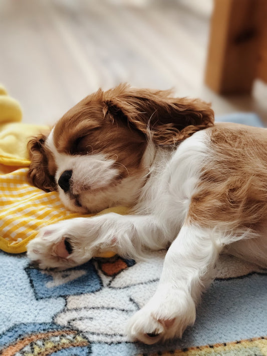 Dog Care I Pet Health Pros